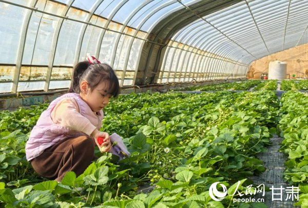 小朋友在兰州新区秦东生态农场采摘园里摘草莓。人民网 米媛摄