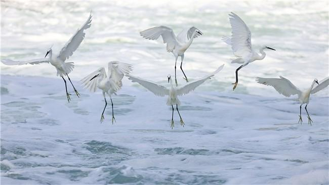 摄影爱好者作品,EOS R5+RF100-500mm F4.5-7.1 L IS USM,摄影:孙晓宏