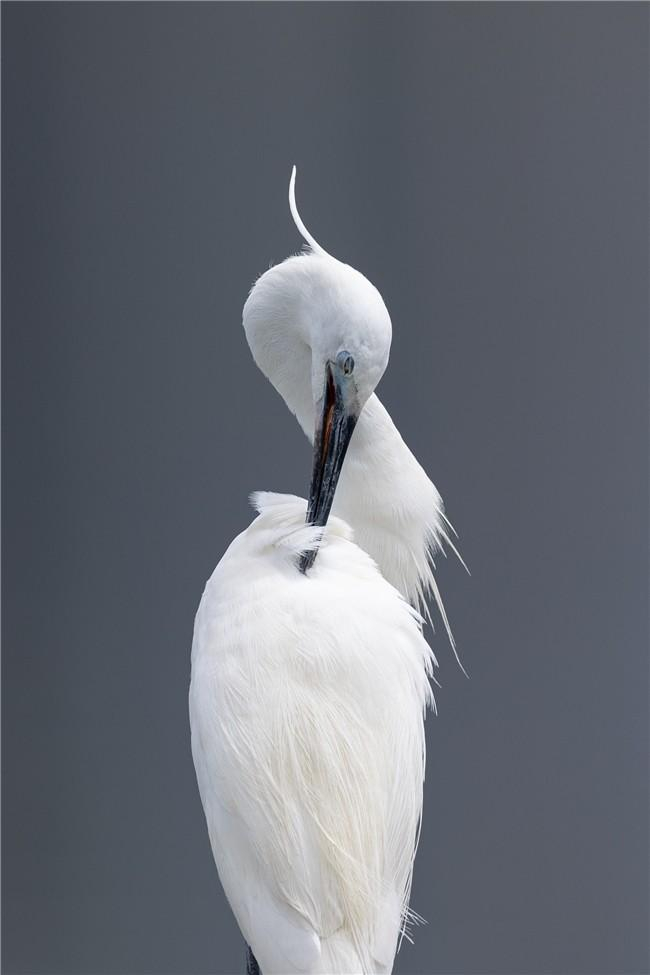 摄影爱好者作品,EOS R3+RF600mm F4 L IS USM,摄影:林雨平