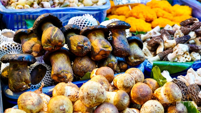 各类人工培育的菌子（央广网记者  魏文青  摄）