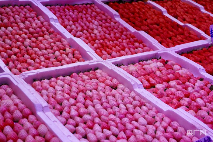 各类草莓（央广网实习记者  冯宜  摄）