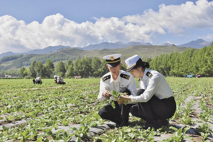 西宁海关所属西海海关关员在供港澳蔬菜种植基地开展监管作业。西宁海关供图