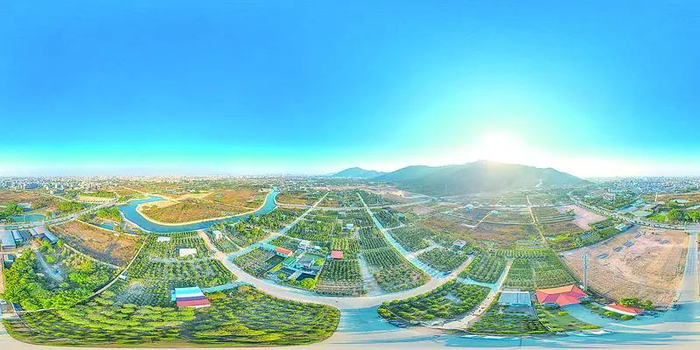 金石镇花卉种植基地。安宣 摄