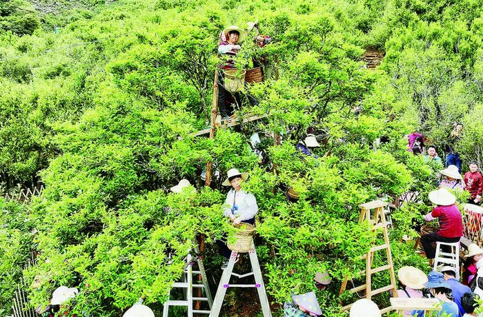 每到采茶季节，凤凰山上采茶忙。　潮州日报全媒体记者 陈宏文 摄