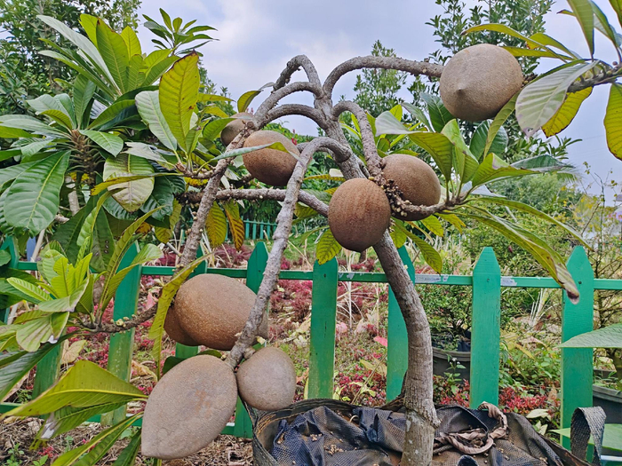 园区种植的妈咪果。记者 苏桂除 摄