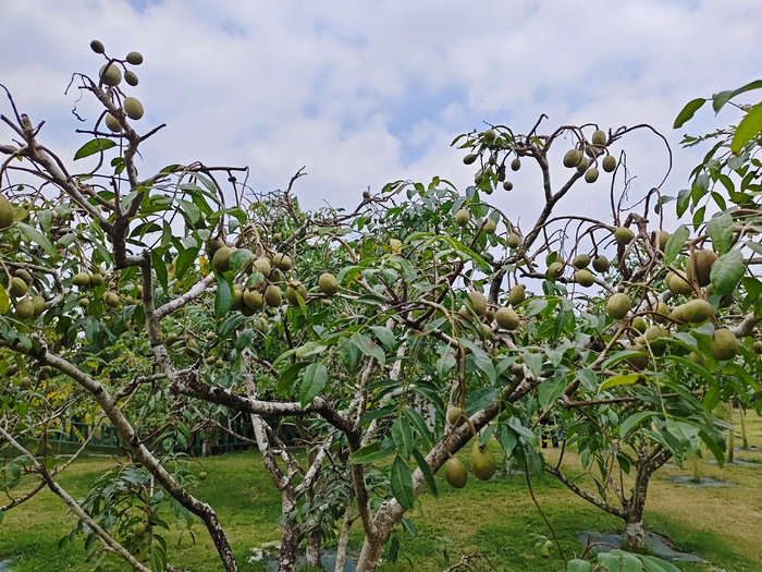 新奇特水果之无核橄榄。记者 苏桂除 摄