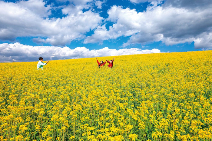 1月7日，在腾冲市明光镇凤凰村凤凰山油菜种植园中，盛开的油菜花吸引游客前来赏花游玩。新华社发（龚祖金摄）