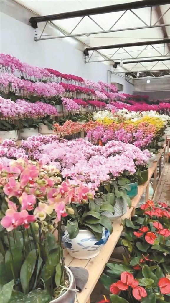 西安秦岭花世界里鲜花种类繁多