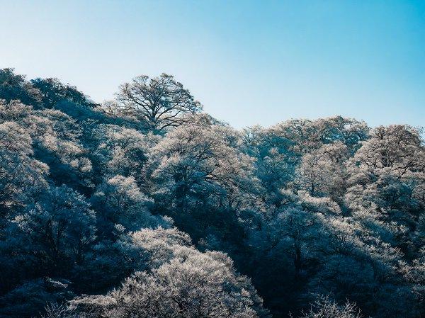 抖音：4887澳门正版资料大全-镜头丨大寒却暖雪晴天  第8张