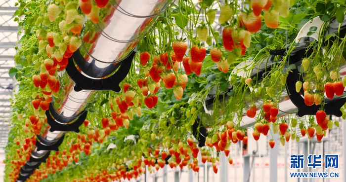 图为当阳绿沃川智慧农业产业园的“空中草莓”。新华网发