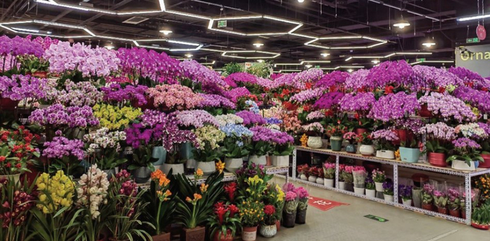 　　图为北京金源花卉市场里各种色彩艳丽的鲜花竞相绽放。