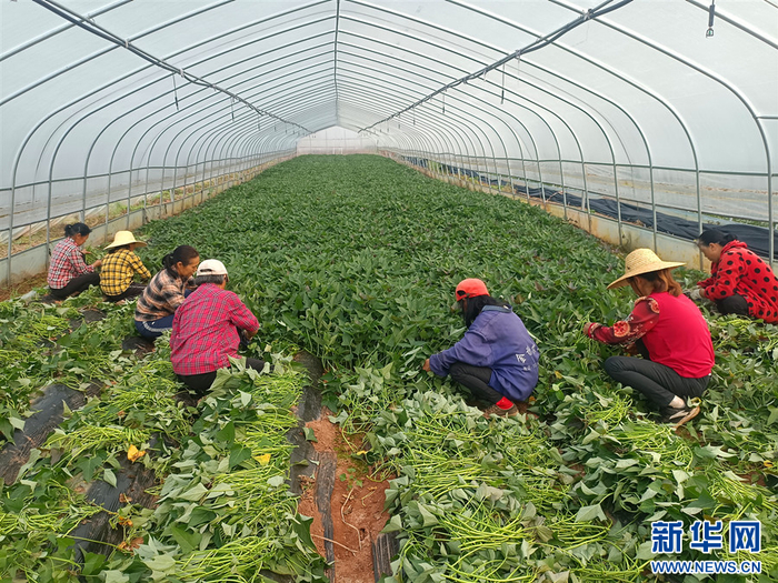图为村民在整理红薯苗。新华网发
