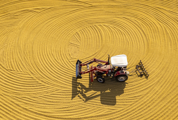 2024年11月2日，江苏，工人们正晾晒稻谷