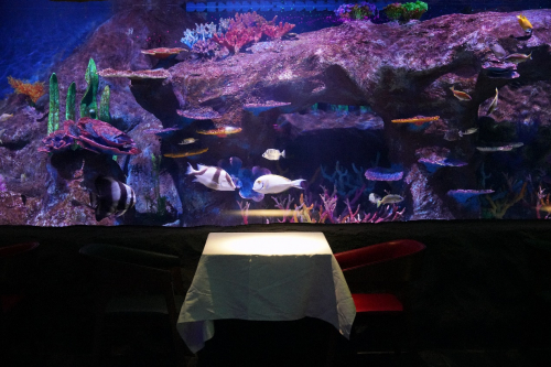 图:深蓝童话海洋餐厅内的巨型海洋水族缸