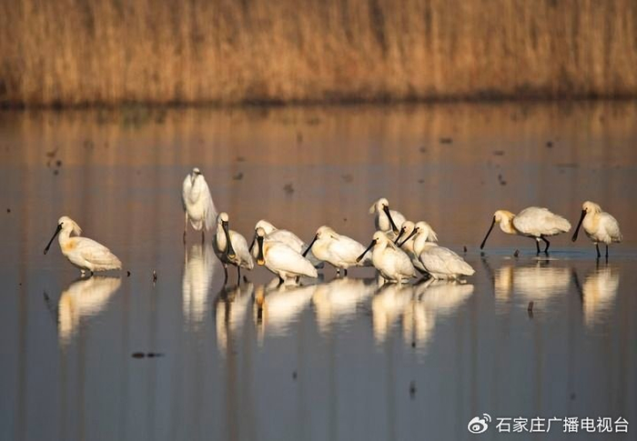 这是周龙山在雄安新区白洋淀拍摄的鸟群（2022年3月26日摄）。新华社记者 牟宇 摄