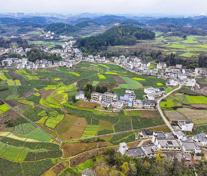 贵州黔西：乡村冬日农田泛绿绘“丰”景