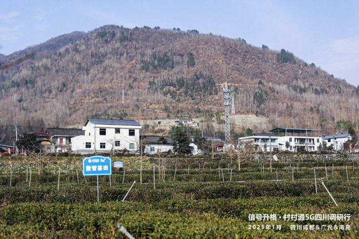 图：广元市青川县数智茶田