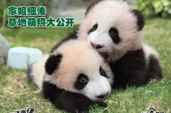 图片来源：香港海洋公园社交媒体账号