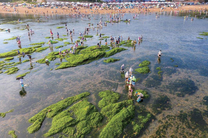 大连海滨“赶海”