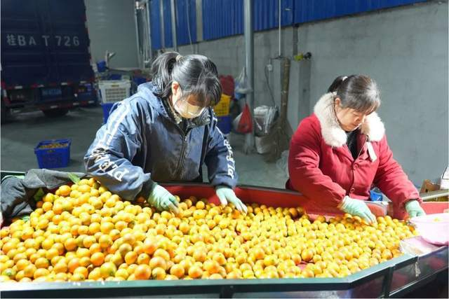 融安县当地村民通过分拣、打包月收四五千元摄影/李孟麟