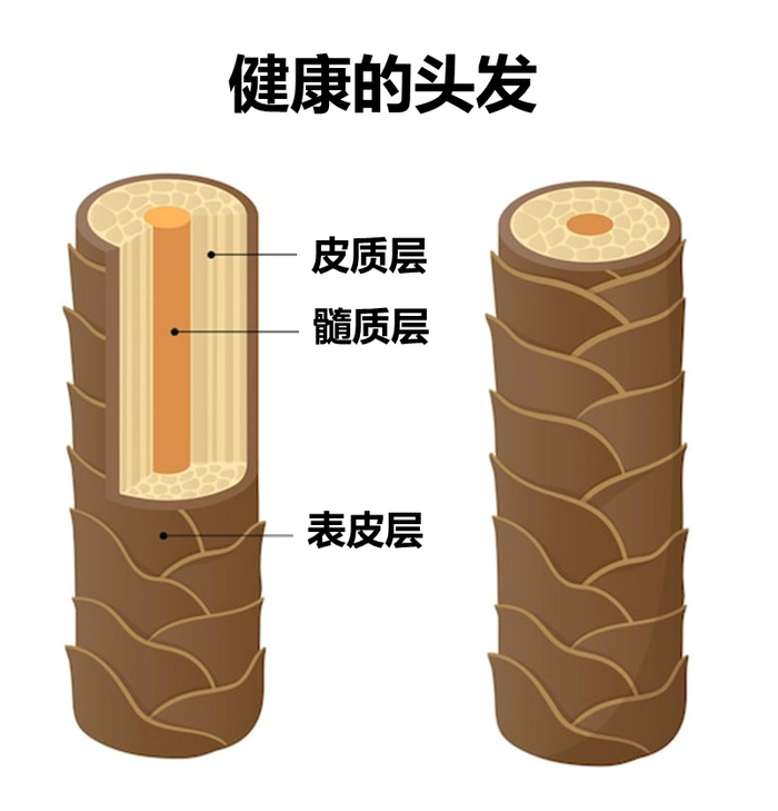 头发的 3 种结构 原图来自freepik，作者：artmbi