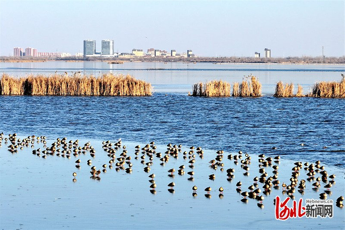 2024年12月28日，一群候鸟为冬季的衡水湖增添了一抹灵动。河北日报记者 焦磊摄