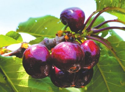 凉山州会东县大崇镇种植的高山车厘子。本报资料图