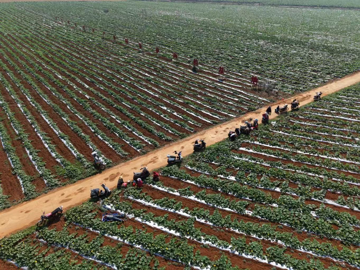 图为湛江徐闻县国家现代农业产业园蔬果种植地。