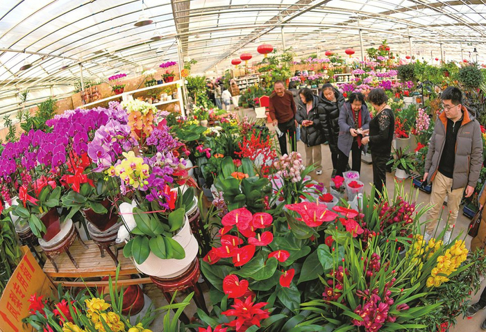 太原杨家峪花卉基地，众多市民在选购年宵花卉。本报记者李兆民摄