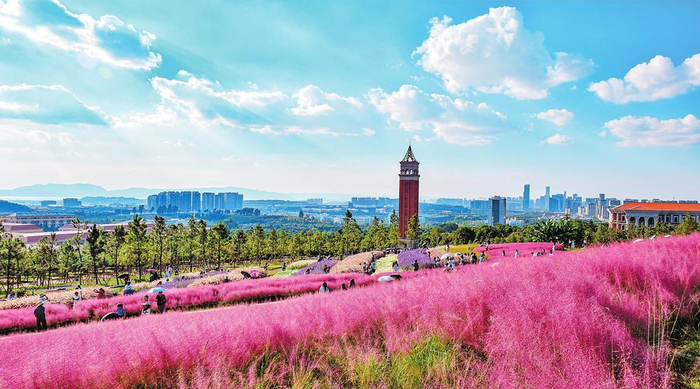 云南大学盛开的粉黛乱子草成为校园内一道亮丽风景。陈飞 摄