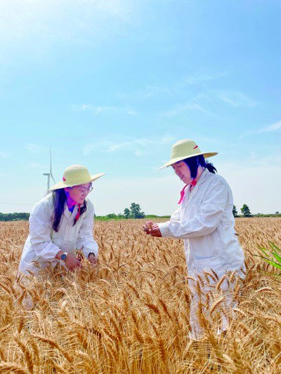     沧州市农业技术推广站站长潘秀芬（右一）带领技术人员开展旱碱麦产量调查。资料图片