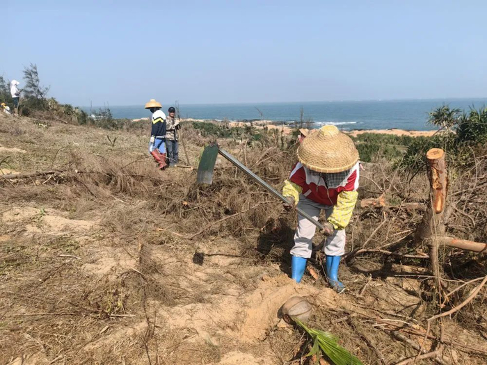 1月19日，工人在文昌市木兰灯塔海岸坡地种植椰树。新华社记者 吴茂辉 摄
