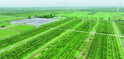     俯瞰河北沧州有机碱梨梨园。资料图片