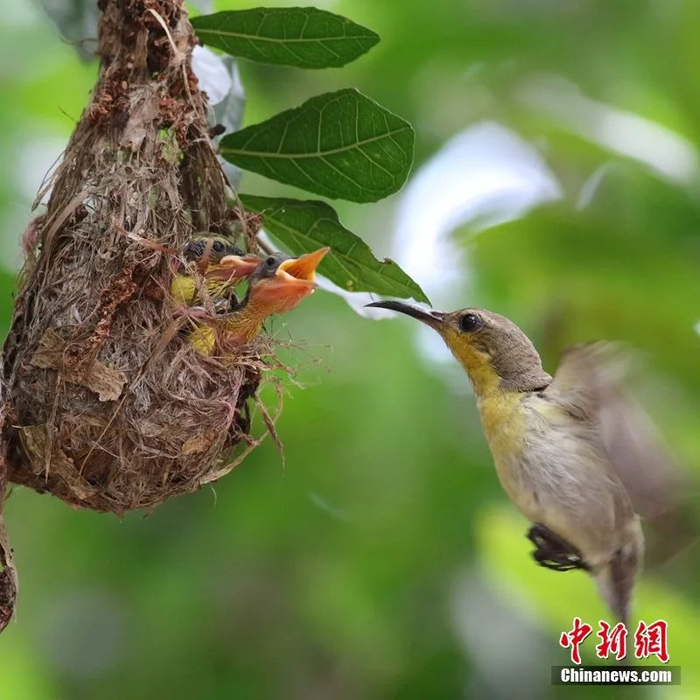  黄腹花蜜鸟给幼雏喂食。冯尔辉 摄