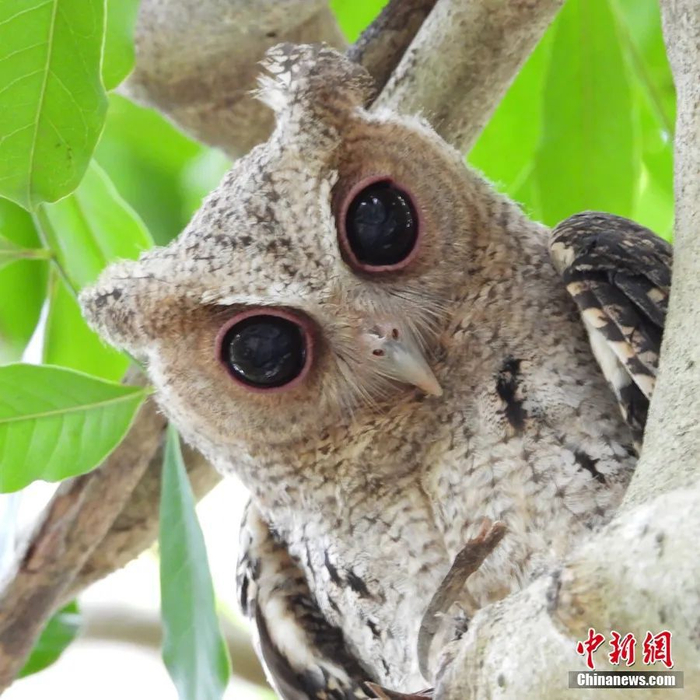  “大眼萌”领角鸮幼鸟长大后是妥妥的熬夜党，白天喜欢藏在浓密的枝叶里睡觉或发呆。薛美丽 摄
