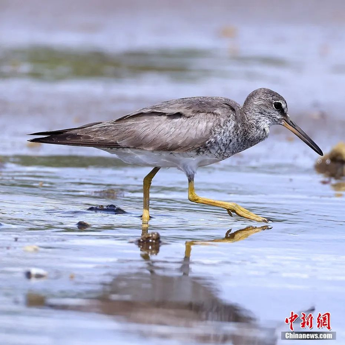  2023年1月，海南越冬水鸟调查员在昌江海尾国家湿地公园发现灰尾漂鹬，为首次记录。 薛美丽 摄