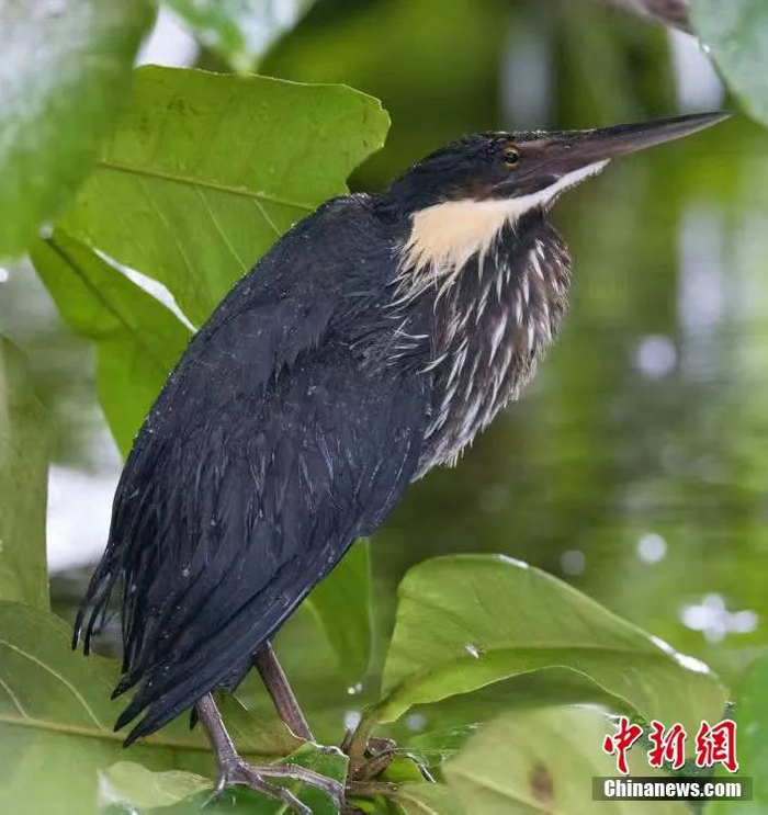  国家“三有”保护动物黑鳽，生性胆小，爱隐藏，一身黑色紧身衣便于潜行。薛美丽 摄
