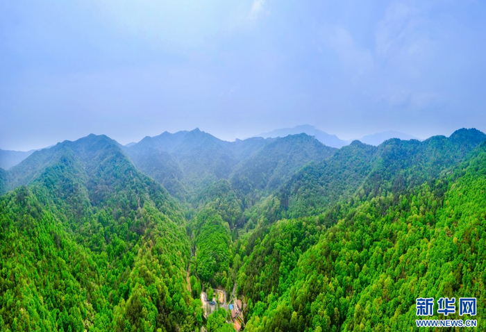 图为武汉市黄陂区素山寺国家森林公园。新华网发