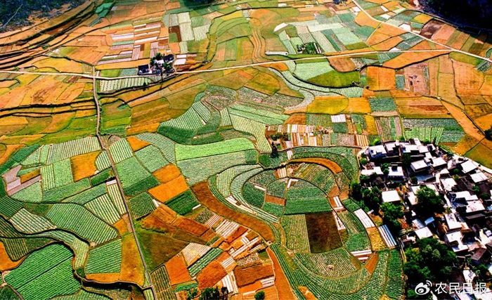 锦绣田园。张德厚 摄