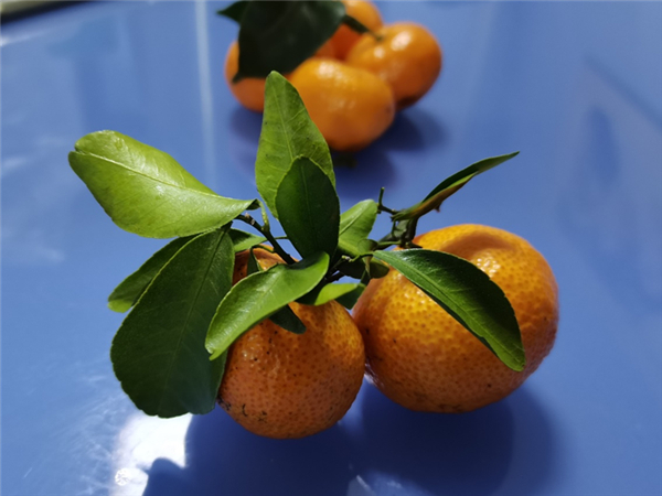 带叶砂糖橘。图片来源：作者提供