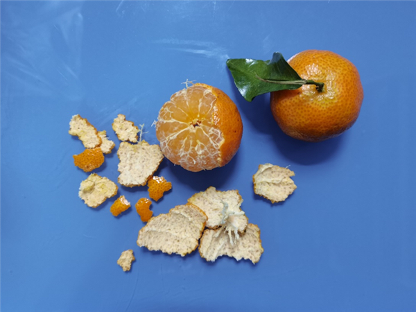 新鲜砂糖橘皮薄且脆，剥起来会比较碎。图片来源：作者提供