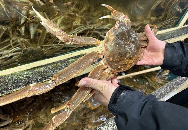 帝王蟹。 吴越摄