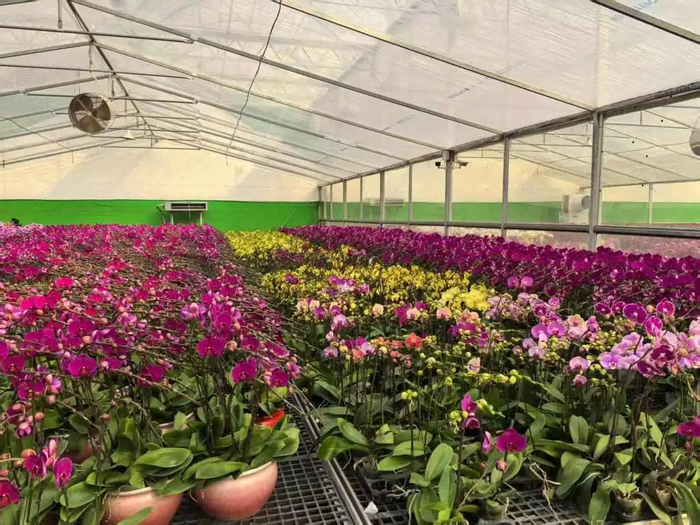 宏煌园艺公司的成品花基地姹紫嫣红。受访者供图