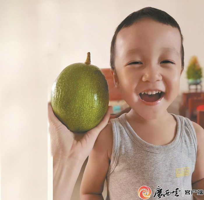 “腾龙”牛油果个头硕大、口感更佳。广西南亚所供图