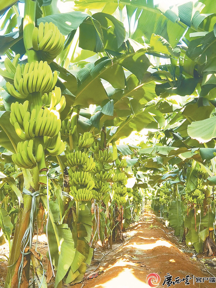 近年来“桂蕉9号”备受青睐。广西农科院供图