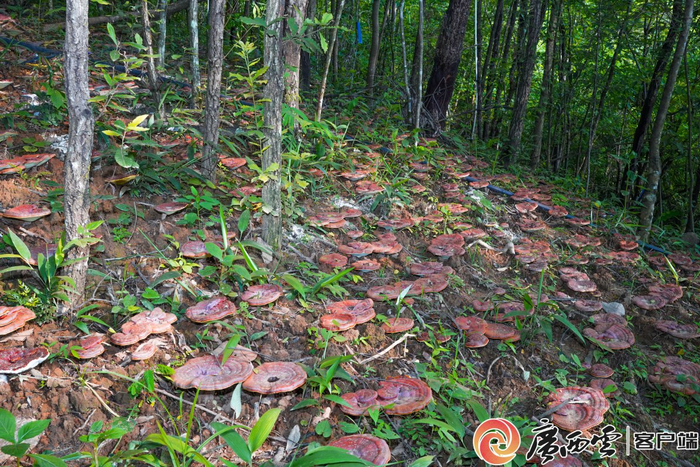 广西野生灵芝种类约30余种，占全国灵芝总数的30%。广西农科院供图