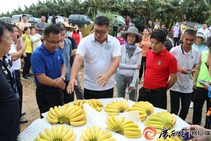 “桂蕉9号”是连续3年入选广西农业主导品种的唯一香蕉品种。广西农科院供图