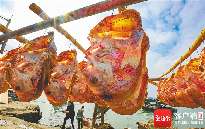 儋州红鱼干。海南日报记者 陈元才 摄