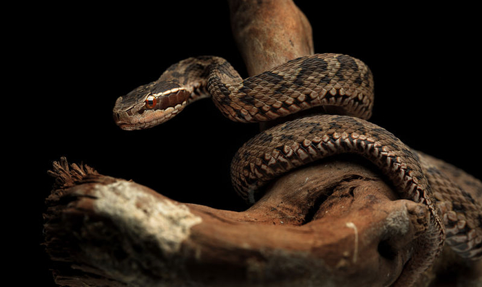 短尾蝮。图/视觉中国