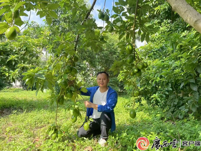 牛油果走俏国内市场，成为大众心目中的网红食材。广西农科院供图